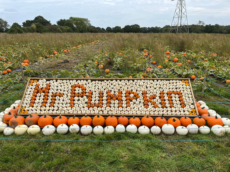 Selection of colourful pumpkins