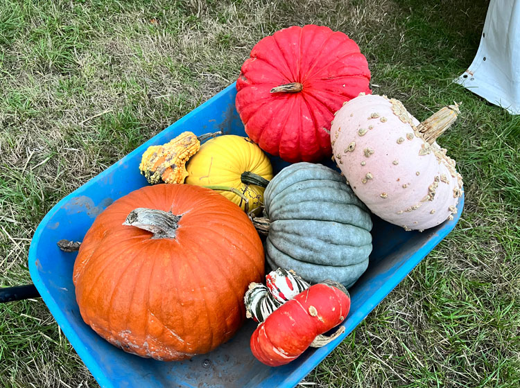 Decorative pumpkin display